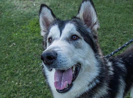 Arizona Siberian Husky Rescue - Paw It Forward Husky Rescue, LLC