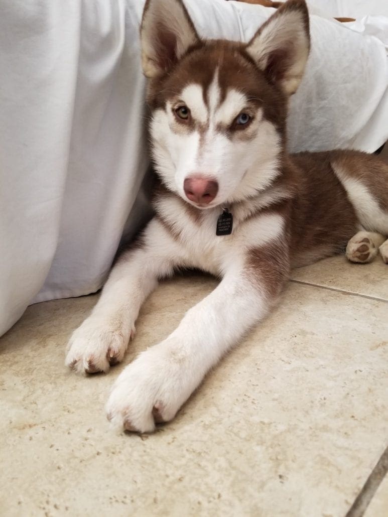 Alaska — AZ Husky Rescue