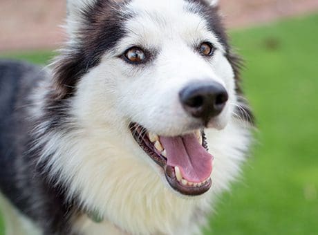 Available Siberian Huskies For Adoption - AZ Husky Rescue