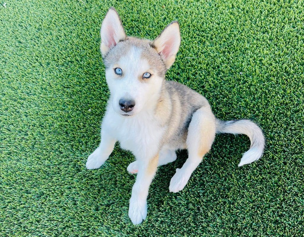 Ash — AZ Husky Rescue