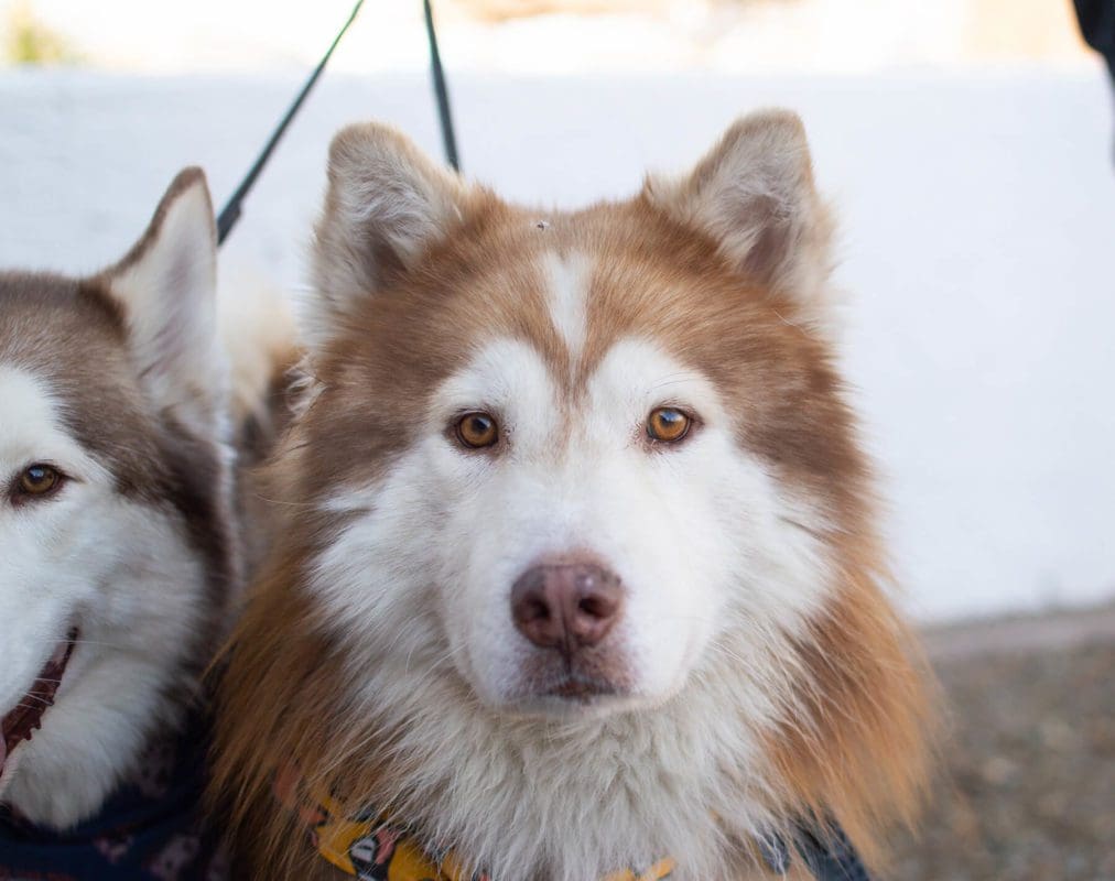 Apollo — AZ Husky Rescue