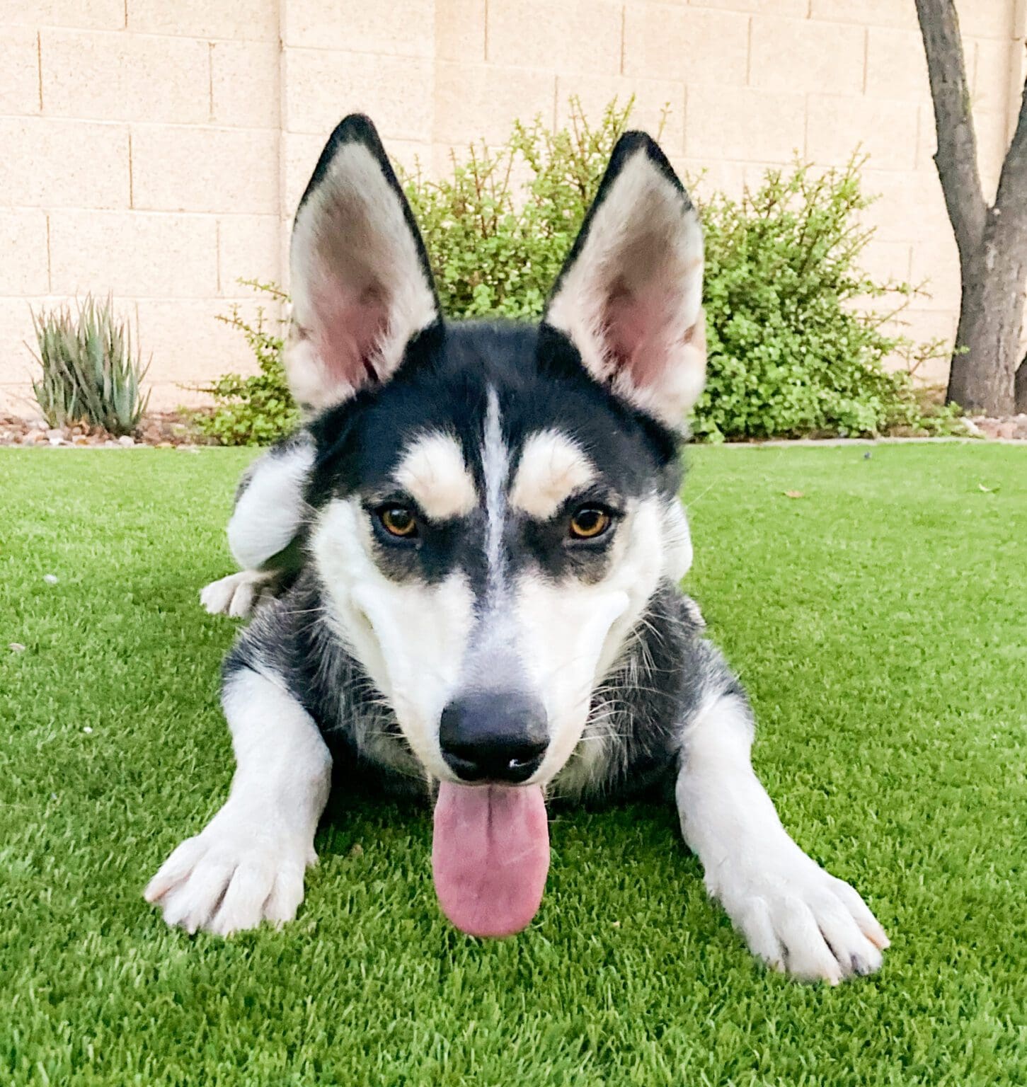 Available Siberian Huskies For Adoption - AZ Husky Rescue