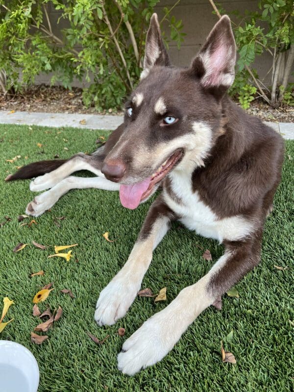 Abbey (Gracie) — AZ Husky Rescue