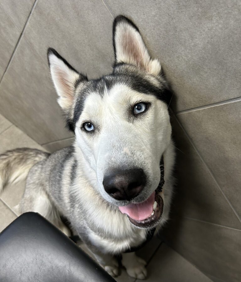 Available Siberian Huskies for Adoption - AZ Husky Rescue