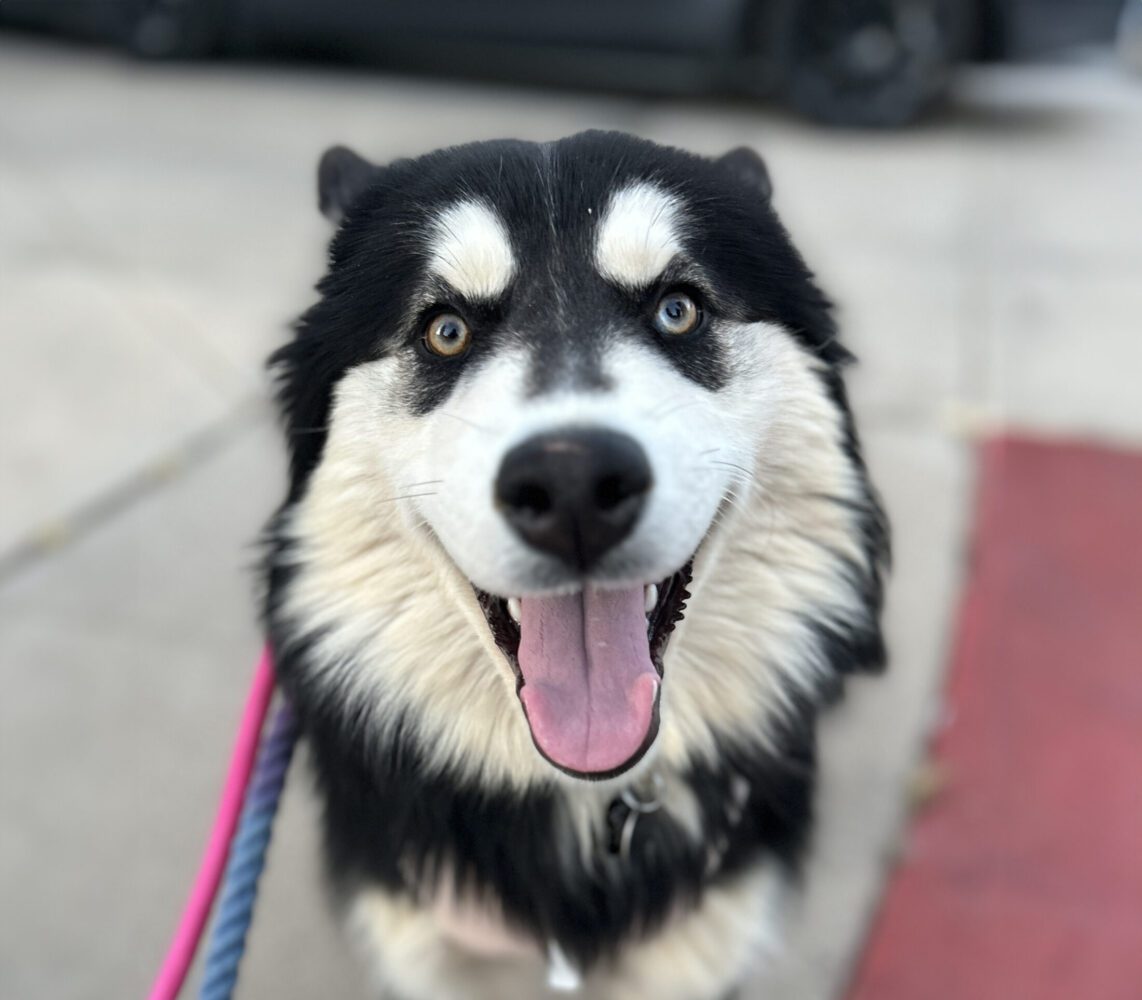 Meeko — AZ Husky Rescue