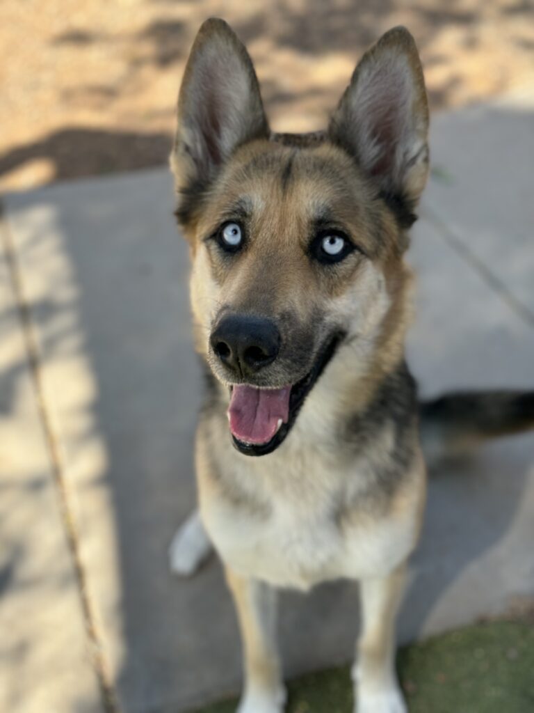 Available Siberian Huskies for Adoption - AZ Husky Rescue