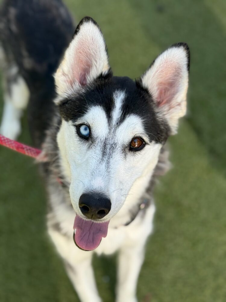 Husky Dog Rizz Rainy — AZ Husky Rescue