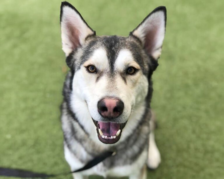 Available Siberian Huskies for Adoption - AZ Husky Rescue