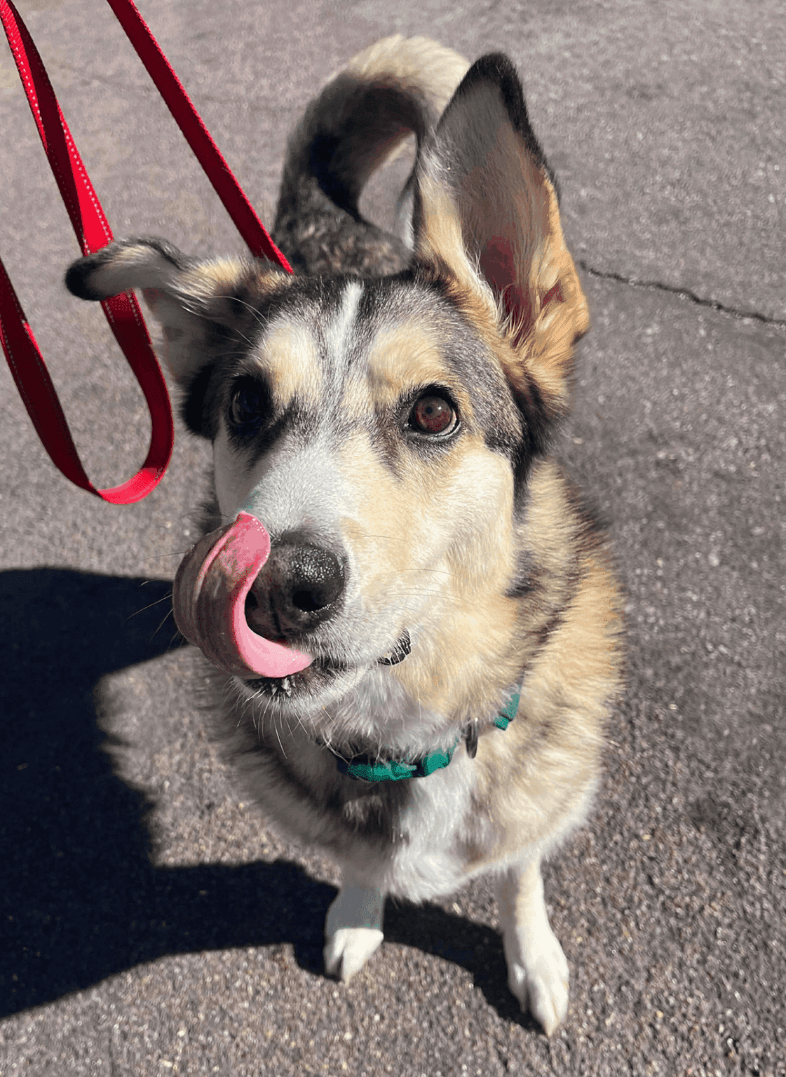 Available Siberian Huskies for Adoption - AZ Husky Rescue