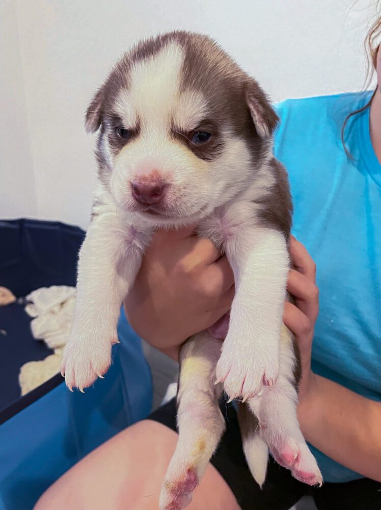 Ranger — AZ Husky Rescue